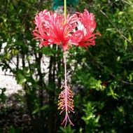 Hibiscus Schizopetalus "5 Cuttings" ( pokok / plant )