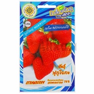 Strawberry Seeds Fukuoka Variety