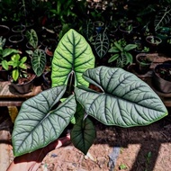 ALOCASIA BISMA SILVER (rawatan daun 2,3,4,5,6-7)