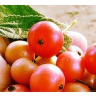 KERSON-FRUIT (ARATILIS) SEED`S FAST & AGGRESSIVE GROWING PLANT