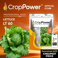 (100 GRAM) Biji Benih Sayur Salad Omega 傲美佳 LT60 CROP POWER Iceberg Lettuce Seed  结球生菜种子 LT 60 Lactu