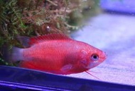 【成崧水族】草莓麗麗魚 草莓麗麗 麗麗魚 迷腮魚
