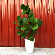 Fresh Fiddle fig with ceramic pot(pokok hidup)