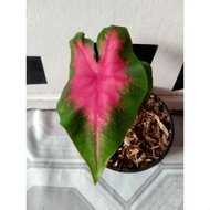 caladium bicolor caladium Florida beauty pink GROSIR