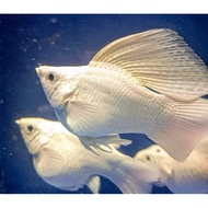 Artificial Plants & PKBM TRIO 310