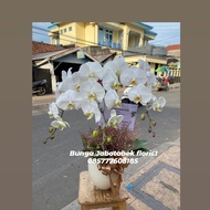vas bunga anggrek bulan putih asli