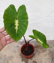 Colocasia white lava siap tanam