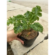Seeds - 1 Green kale seedling