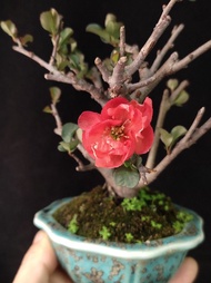 日本長壽梅八重咲 重瓣紅花  盆景❇️  連陶瓷花盆  Plant Bonsai 開花 植物  盆栽  小樹 花草 【實拍。只此一盆】禮物  gift  海棠 "Chaenomeles Japonic