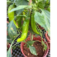 Chilli Plant (0.4m), Free 7L Potting Soil, Free 250g Chicken Fertiliser