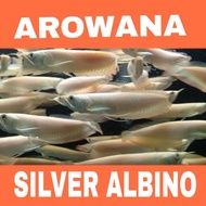 ikan Hidup Arwana Silver Albino Arowana Silver Albino Mata merah