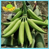 Anak Benih Sulur Pokok Pisang Tanduk Bebas Penyakit (ready stock)