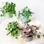 WAY Fake Ivy Leaf Leaves, Handmade Realistic Artificial Copper Coin Grass Plants, Wall Decor Soft Wa