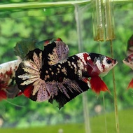 cupang hias black koi copper