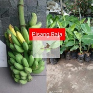 bibit pisang raja super