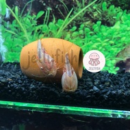 ไข่กุ้งไดโนเสาร์แดง หรือ Triops red ไข่กุ้งไทรออปส์แดงกุ้งไดโนเสาร์แดง