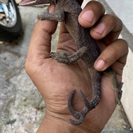 Tokek ekor cabang 3