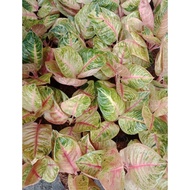 PREMIUM MOONLIGHT - TANAMAN HIAS AGLAONEMA / AGLONEMA