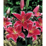 1 Benih Bunga Lily