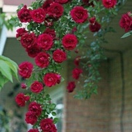 Pokok bunga rose jenis menjalar