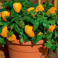 10h F1 Yellow Bell Pepper Seeds