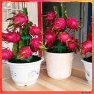 【Ready Stock】10 Seeds White Dragon Fruit Seeds/Biji Benih Buah Naga putih