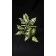 Sindo - Aglaonema  Diven Sparkle Plant  Captivating Indoor Plant for Singapore's Gardening Enthusiasts