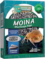 GREEN WATER FARM Moina Macrocopa Eggs (Water Flea) Live Fish Food for Hatching and Culture Suitable for Feed Betta Fish