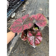 Caladium Darth Maul*Plant as picl[Live plant and ready stock]