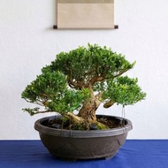 小品盆栽・雀舌黃楊