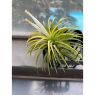 Air plant - Tillandsia ionantha “Thai Druid”