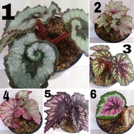 Paket 6 macam begonia rex