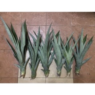 Benih/Sulur Nanas MD2 Pineapple Shoots 30 pcs