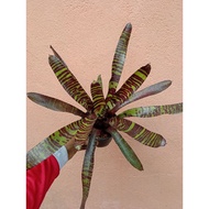 Bromeliad tiger live plant