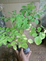 tanaman kelor/pohon daun kelor batang kelor