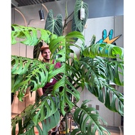 [DaunCantik] - Monstera Esqueleto