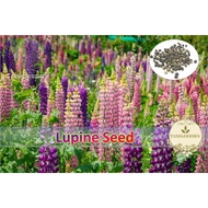 25pc Seed Lupine Flower Mix Biji Benih Lupin Bunga 鲁冰花种子