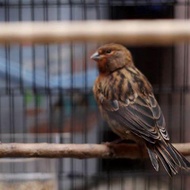 burung kenari bahan jantan trah blackred mewah