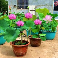 Ornamental Lotus Seed Lotus Potted Lotus Seedling Pond Hydroponic Plant Water Lotus Lotus Seed Lotus