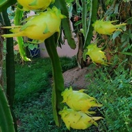 Pokok buah naga kuning/ buah naga kuning/ yellow dragonfruit/ yellow dragon fruit tree/黄火龙果树