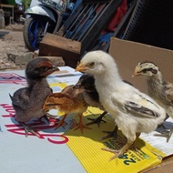 Ayam Pelung Asli Cianjur - Ayam Pelung Asli