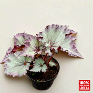 tanaman hias begonia pink beauty tanaman daun berwarna