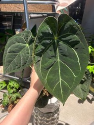 anthurium dressleri 花燭系列