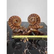Ammonite Fossil 斑彩螺 (好运螺)