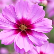 100pcs Gloria Cosmos Seeds | Cosmos Bipinnatus | Non-GMO Flower Seeds