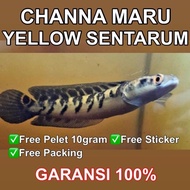 Joss Channa Maru Ys ( Yellow Sentarum) Gratis Pelet 10 Gram .