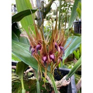 anggrek bulbophyllum pahudii