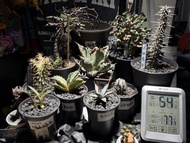 塊根植物 ‼️$100 左右1棵‼️快走特賣要清屋 5棵苗 6棵成體 彎曲龍 哥斯拉沙漠玫瑰 皺皮麒麟 凱撒 地獄魔針 惠比大黑 黑火焰 曲刺妖炎 白衣𣁽偉玉 白鯨幼苗 嚴龍幼苗