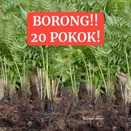 BORONG‼️POKOK PAKU PAKIS / PUCUK PAKU (22 pokok matang)