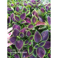 ✽✹Mayana Coleus Rooted Live Plant 3 for120 assorted